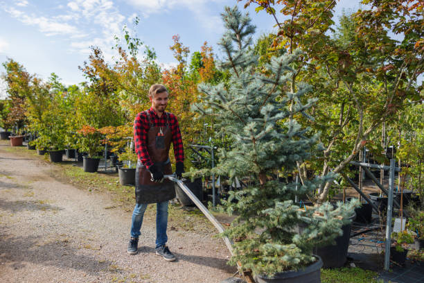 Best Palm Tree Trimming  in Ridgewood, IL